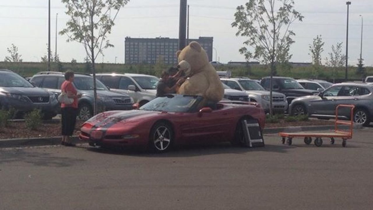 teddy bear car