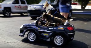 Even dogs got in on the action at Woodward 2015.