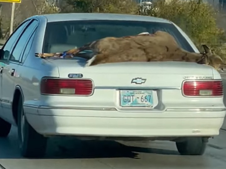 Chevy Caprice Sedan Spotted Hauling Deer Carcass: Video