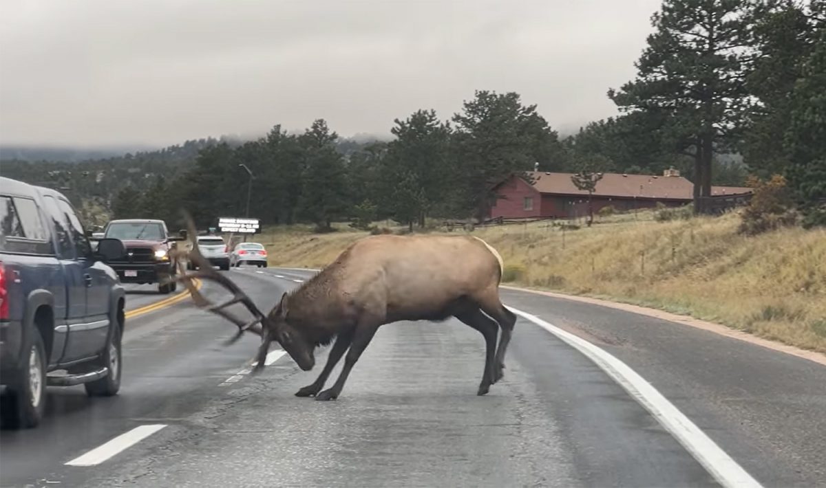 Bull Elk Challenges GMC Sierra To A Fight: Video