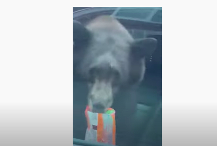 Bear Steals Cheetos From GMC Sierra, Gets Scolded: Video