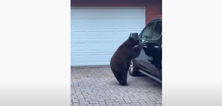 Bear Steals Cheetos From GMC Sierra, Gets Scolded: Video