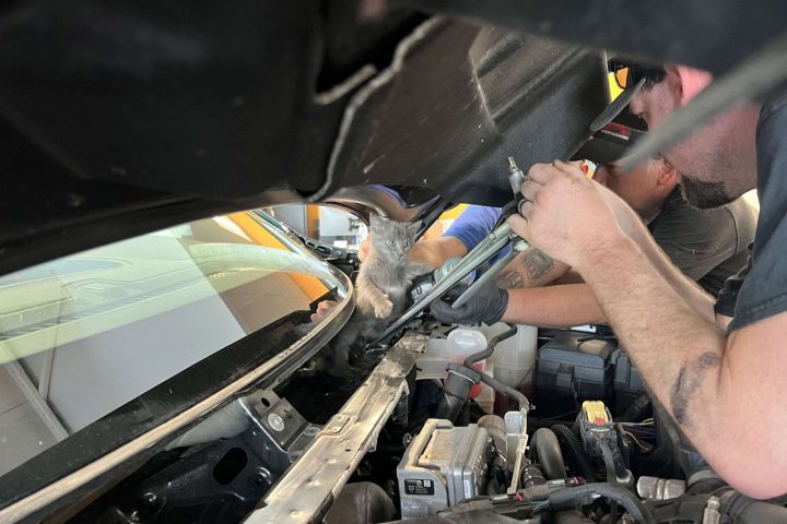 Kitten rescued from under the hood of a GMC Sierra HD at West Herr Chevrolet of East Syracuse.