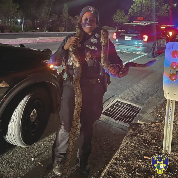 A police officers holding a 10-foot python found in a Cadillac CTS.