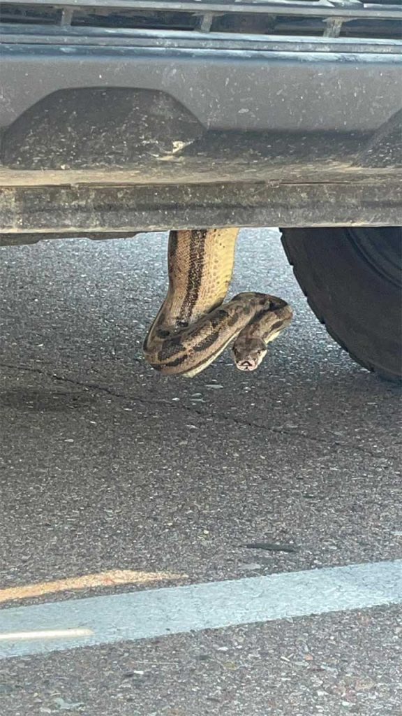 The boa constrictor peeking out of the Chevy Silverado HD engine.