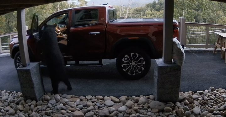 A bear opens the door on a GMC Canyon Denali.